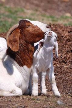 New baby goat