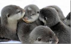 Baby otters! They are "otterly" adorable.