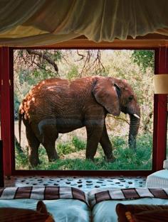 
                    
                        Makanyane Safari Lodge in Madikwe Game Reserve, South Africa
                    
                