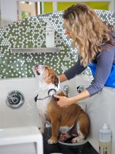 
                    
                        How to Start a Dog Grooming Business
                    
                