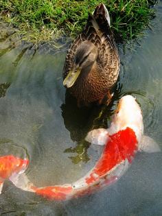 
                    
                        Colorful Japanese Koi!
                    
                