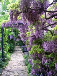 Garden path with beautiful flowers