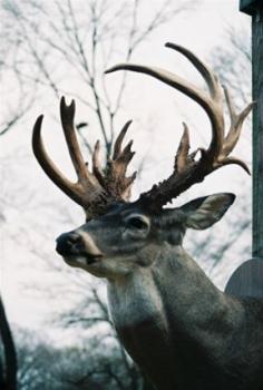 
                    
                        The Laird Buck #Mississippi #Buck #Whitetails #Bow community.deergear.com/ #LegendaryWhitetails
                    
                