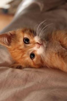 Ginger cat