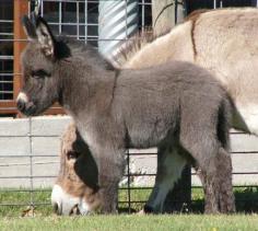 miniature donkey. adorable! I volunteer at a camp an we have several mini donkeys and their names are: little Timmy, Lala, and Bambeno --so cute and amazing I love them all xD 
                                        