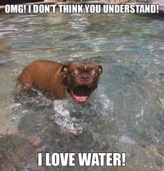 Dogs funny, funny dog quotes, hilarious dog pictures …For more hilarious humor and funny pics visit www.bestfunnyjokes4u.com