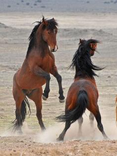 
                    
                        Onaqui Wild Horse Man. Area by fred h, via Flickr
                    
                