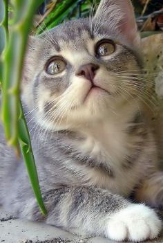 grey tabby #cats #kittens