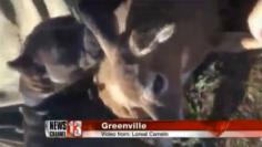 
                    
                        Sweet pitbull comforts baby deer tangled in fence
                    
                
