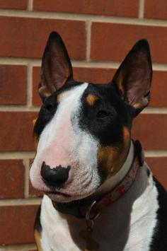 amazing portrait of Bull Terrier)) #Bull #Terrier #Dog #Dogs #Terriers #Puppy #Pet #Pets #FunnyDog #CuteDog #Portrait