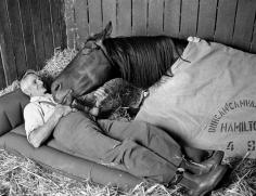 Bond between a man and his horse. ♥    Racehorse trainer Tommy Woodcock with his champion racehorse Reckless on the night before running second to Gold and Black in the Melbourne Cup of 1977.  Also it was a security thing. Can't have someone poisoning or wounding your animal before the race! 4-5 yrs of time and effort lost!