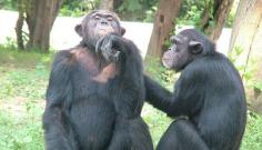 
                    
                        VICTORY: Zoo Cancels Plans To Break Up Chimps’ 20-Year Friendship
                    
                