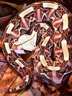 Gaboon viper: largest fangs & highest venom yield of all venomous snakes