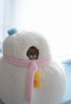 
                    
                        Cute snowcat. #cat
                    
                