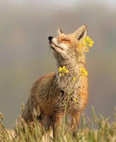 This fox looks so serene and rather elegant.  #pretty #fox #nature #photography