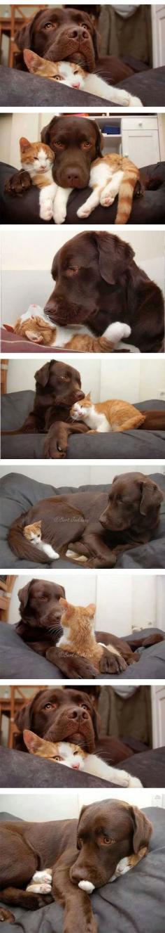 
                    
                        Every dog needs his own kitty
                    
                