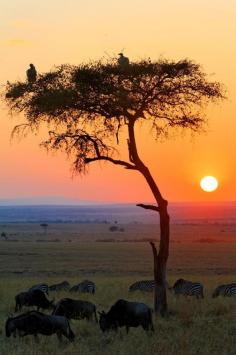 
                    
                        Sunrise in Africa ❤️
                    
                