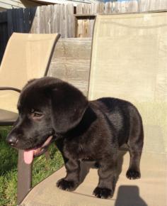 A chocolate Corgador (Corgi and Lab). FOREVER LOOKS LIKE A PUPPY! Shut up! I want one!!!! Not really an animal person but I do like dogs and this one is adorable.