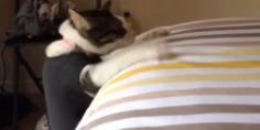 
                    
                        This cat has some seriously impressive falling skills.   While wearing an anxiety-reducing Thundershirt -- a little shirt that applies gentle pressure to cats and dogs to calm them down -- this cat attempted to climb onto a bed and immediately fell...
                    
                