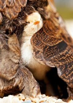 Baby Chick Snuggled in Mother Hen's Feathers 
                                        