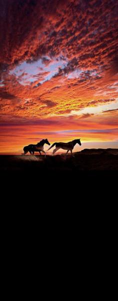 Los caballos que susurraban al amanecer #horses #caballos #animals #animales