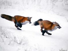 Run Foxies RUN! :'D