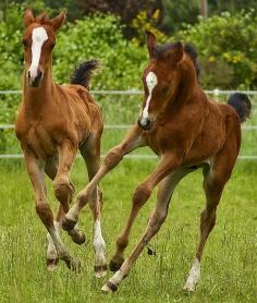 Baby colts.. cute