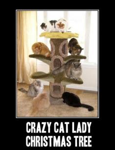 funny cat lady pictures | 30 November, 2013 in Funny | Comment