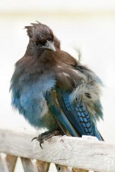 
                    
                        Stellar's Jay
                    
                