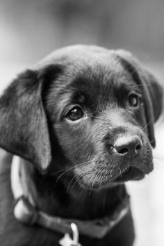 "Reminds me of our dearly departed "T.T. Girl " #animals #labrador #retriever #black #lab #dog #puppy"