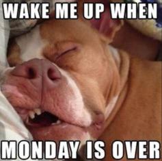 13 Dogs that Hate Monday More Than You Do #blog #memes #gifs #doghumor