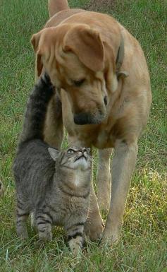 Best friends- a dog  cat