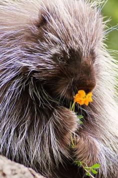 Porcupine smelling? or eating...a flower