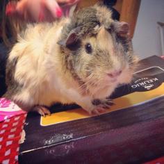 
                    
                        Instagram user danika_miles's guinea pig is very protective of her box of Keurig assorted tea!
                    
                