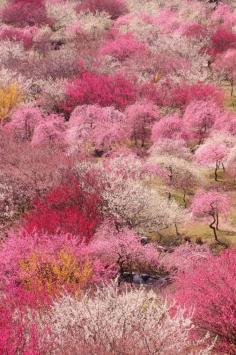 
                    
                        春の色 by 羽晴琉 いなべ梅林公園 ume (plum) grove Mie,Japan
                    
                