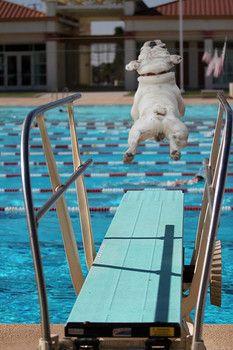A French Bulldog, channeling his inner Greg Louganis.