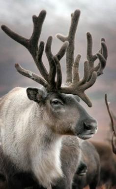 Beautiful reindeer; velvet antlers