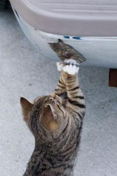 funny cat seeing himself in car!!  LOL!!