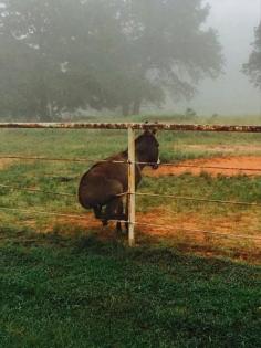 Donkeys were called ass back in the old days, so. Ironically funny