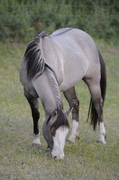 I want a pony for Christmas just like this one! A Grulla color can be mouse, blue, dove or slate colored, with dark sepia to black points. Grulla (pronounced grew-yah) has no white hairs mixed in the body hairs. Grulla horses have the dorsal and shoulder stripes, and leg barring.