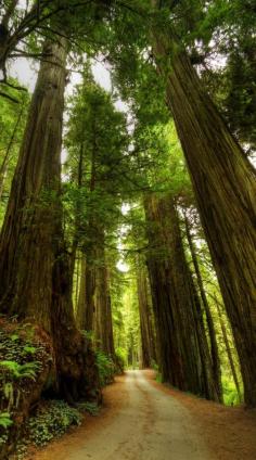 
                    
                        A narrow road through the Redwood Forest. | Check Out The Most Majestically Trees In The World!
                    
                