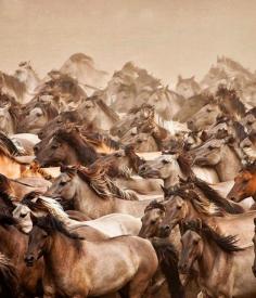 
                    
                        Wild horses stampede
                    
                