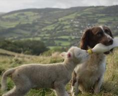 tempostempo:  jito57:  headlikealamb:  enriquemolina:  The dog is a rare breed called the Dutch Partridge Dog.  it’s a springer spaniel  LOL , the lamb’s tail spinning !   again….love this one