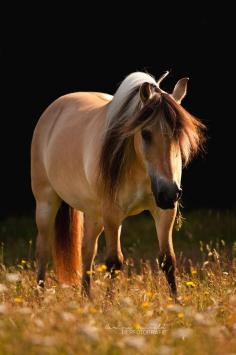 ♂ Amazing nature animal photography "In the morning..." by *equine-images brown horse