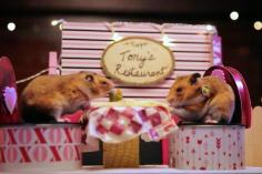 
                    
                        Tiny Hamster, will you be my tiny valentine?
                    
                