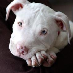 snow white Pitbull pup (look @ those sweet blue eyes!) One of the most beautiful things in this whole world 
                                        