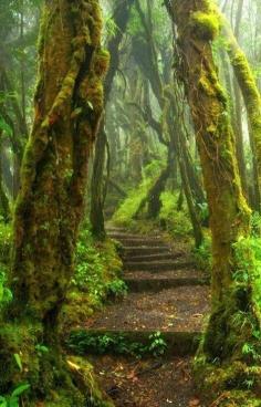 
                    
                        Forest Path
                    
                