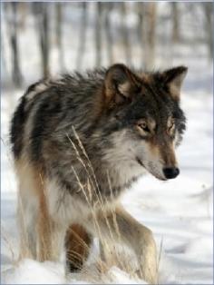 .Faolan is a brown/black/and gray wolf.   He is a loyal beta and a fierce fighter!   He is Talons best friend.