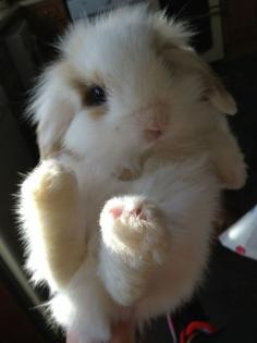 The fluffiest bunny I want to draw.