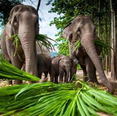 Thailand Honeymoon destinations - ride the elephants